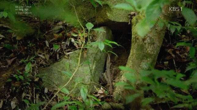 세상에서 가장 작은 고양이 | 인스티즈