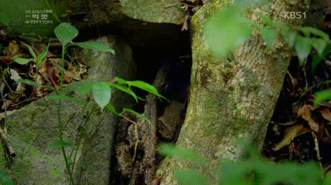 세상에서 가장 작은 고양이 | 인스티즈