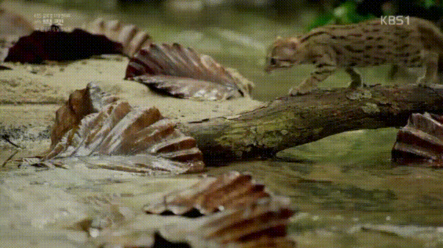 세상에서 가장 작은 고양이 | 인스티즈