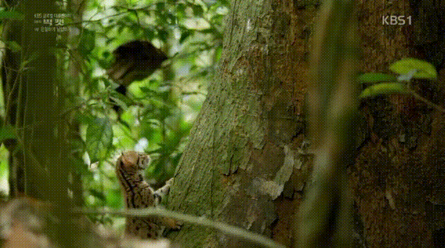 세상에서 가장 작은 고양이 | 인스티즈