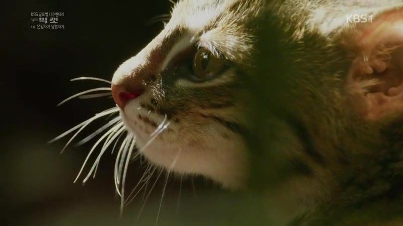 세상에서 가장 작은 고양이 | 인스티즈