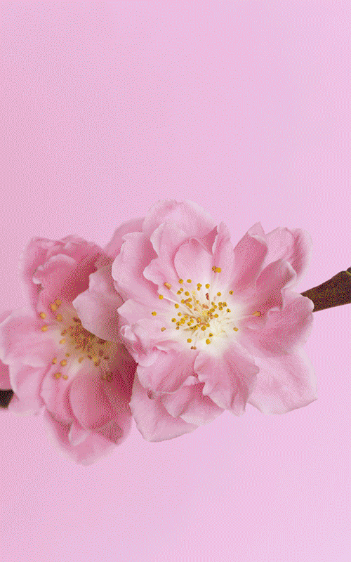 한국이 샤머니즘 국가라는 증거.jpg | 인스티즈