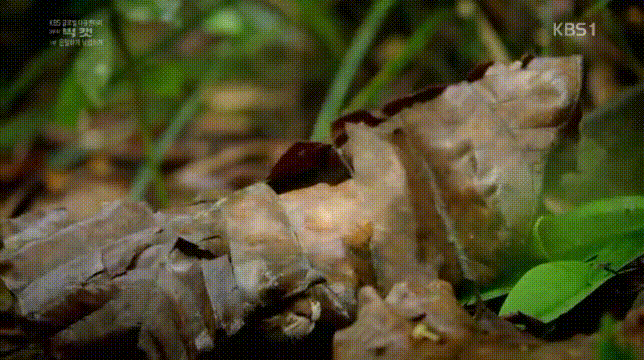 세상에서 가장 작은 고양이 | 인스티즈