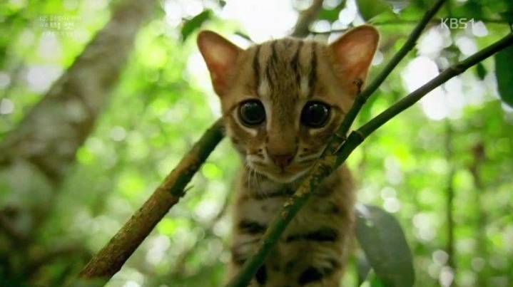 세상에서 작은고양이 | 인스티즈