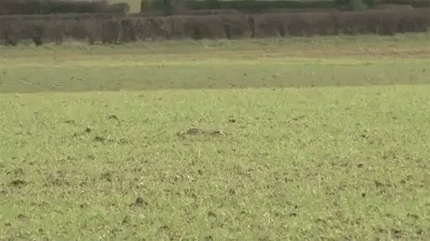 독수리로부터 도망가는 토끼.gif | 인스티즈