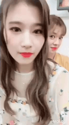 시바견인가 다람쥐인가....... 사나 | 인스티즈