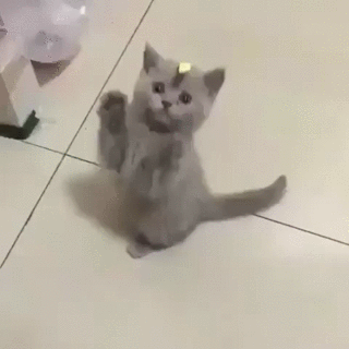 머리에 포스트잇이 붙은 고양이 | 인스티즈