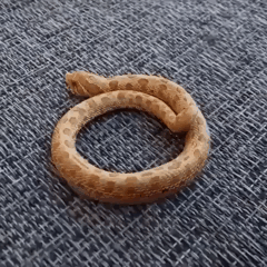 손가락보다 작은 뱀.gif | 인스티즈