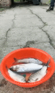 합성이다 아니다.gif | 인스티즈