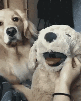 리트리버가 삐지면 생기는일 | 인스티즈