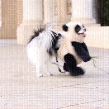 팬더 옷 입은 강아지 | 인스티즈