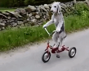 [강아지] 타는법을 아는개 | 인스티즈