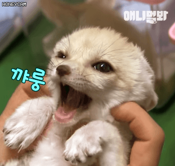 괴롭힘 당하는 사막여우.gif | 인스티즈