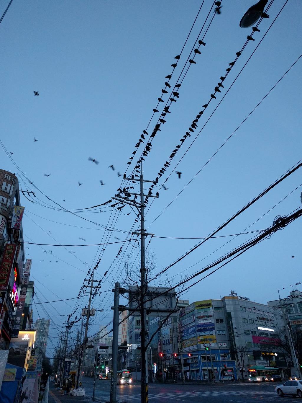 현시간부 수원 까마귀 | 인스티즈