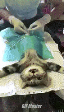 수술후 충격받은 고양이 | 인스티즈