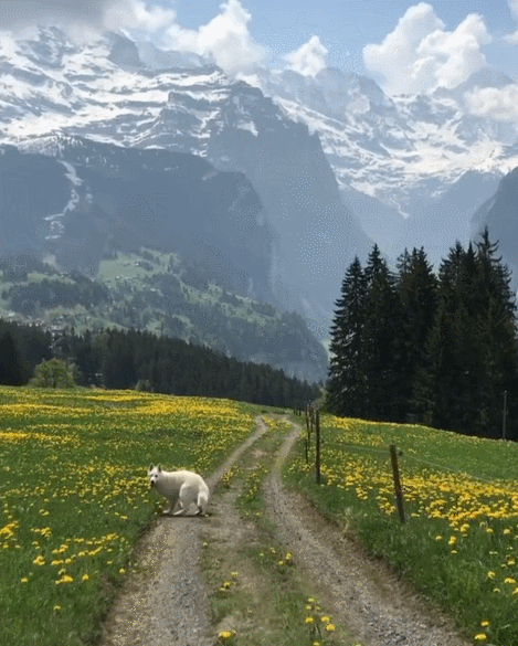 스위스에서 산책하면 보이는 풍경.gif | 인스티즈