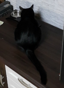 고양이를 찾습니다 | 인스티즈