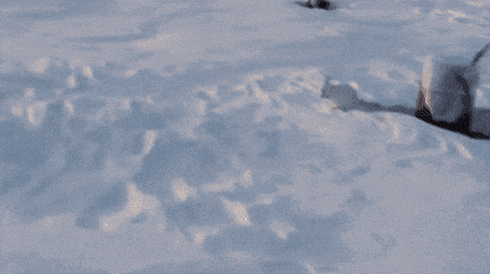 토끼 뛰는 모습.gif | 인스티즈