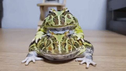 돌멩이를 샀는데 마법사의 돌이었다 | 인스티즈