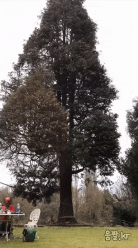 거대한 나무 제거작업 | 인스티즈