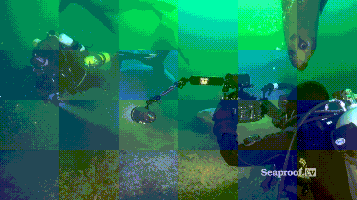 물강아지 | 인스티즈