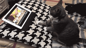 꾹꾹이 인강보는 냥이 | 인스티즈