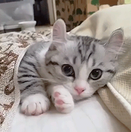 냥이와개의 우정.jpg | 인스티즈