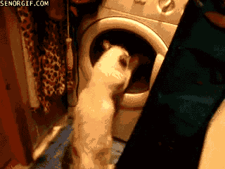 고양이때문에 빨래를 못한다는게 말이 되나요? | 인스티즈