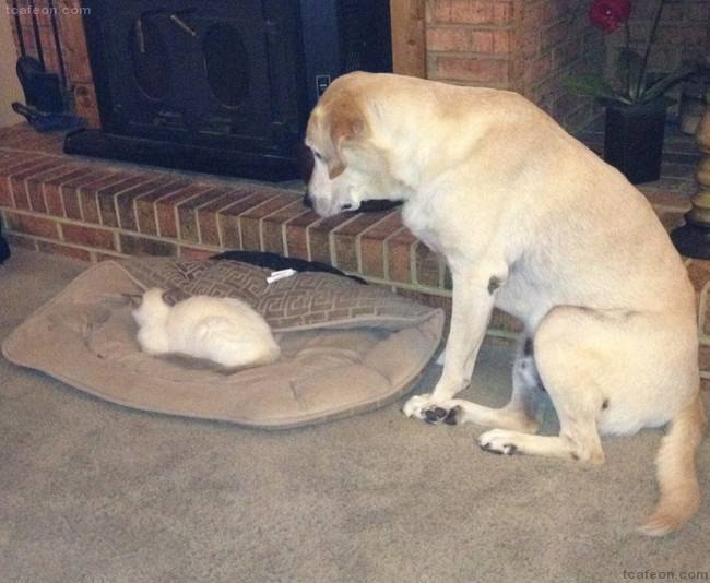 자리뺏긴 개님들 | 인스티즈