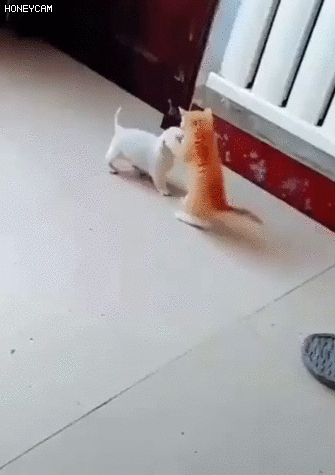 위험해보이는 개 vs 고양이 싸움 | 인스티즈