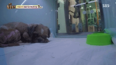 강아지가 잃어버린 주인을 다시 만났을 때.gif | 인스티즈