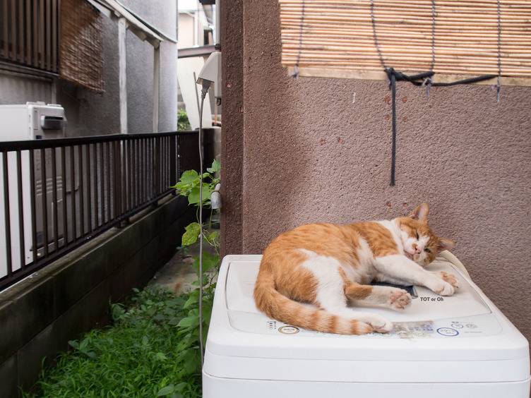 고양이때문에 빨래를 못한다는게 말이 되나요? | 인스티즈