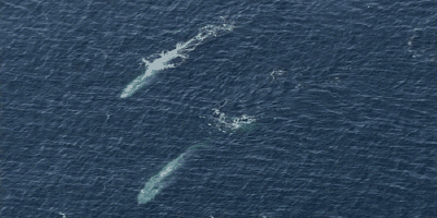 지구 역사상 가장 큰 동물 | 인스티즈