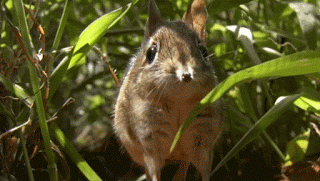 코끼리와 먼 친척이지만 사이즈가 많이 다른 아이.gif | 인스티즈