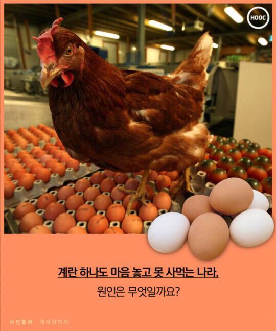 계란 하나도 마음놓고 못사먹는 나라 | 인스티즈