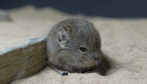 코끼리와 먼 친척이지만 사이즈가 많이 다른 아이.gif | 인스티즈