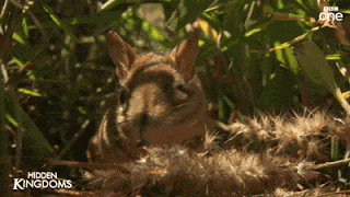 코끼리와 먼 친척이지만 사이즈가 많이 다른 아이.gif | 인스티즈