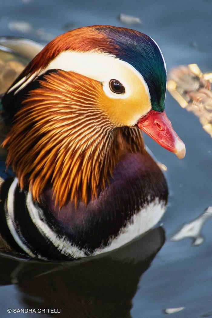 아시아 원앙 한마리로 난리가 난 뉴욕 센트럴파크 . jpgif | 인스티즈