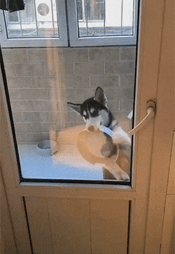 댕댕이 밥주는걸 까먹었다.gif | 인스티즈