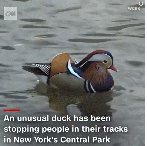 아시아 원앙 한마리로 난리가 난 뉴욕 센트럴파크 . jpgif | 인스티즈