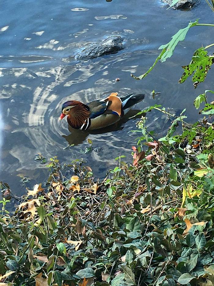 아시아 원앙 한마리로 난리가 난 뉴욕 센트럴파크 . jpgif | 인스티즈