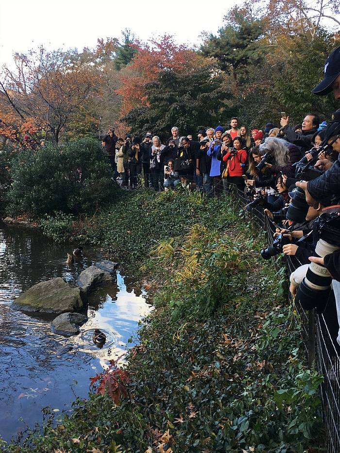 아시아 원앙 한마리로 난리가 난 뉴욕 센트럴파크 . jpgif | 인스티즈