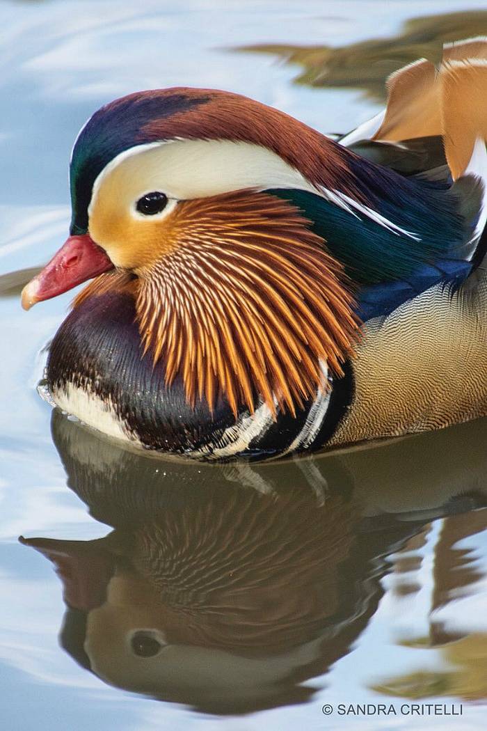 아시아 원앙 한마리로 난리가 난 뉴욕 센트럴파크 . jpgif | 인스티즈