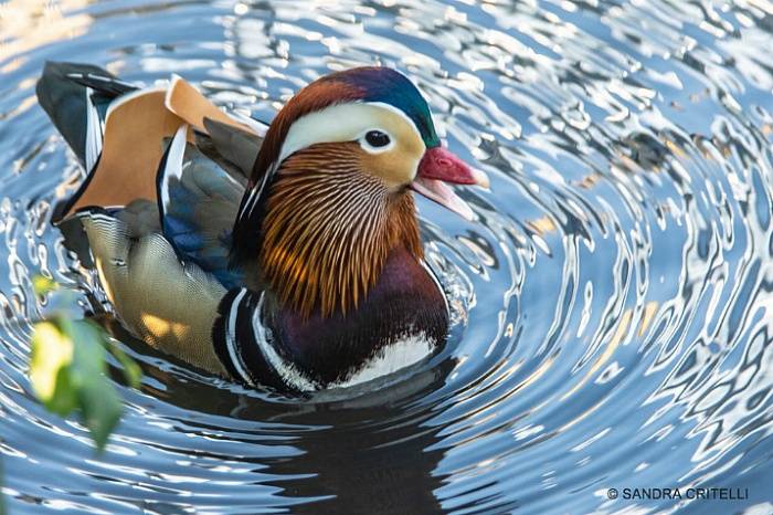 아시아 원앙 한마리로 난리가 난 뉴욕 센트럴파크 . jpgif | 인스티즈