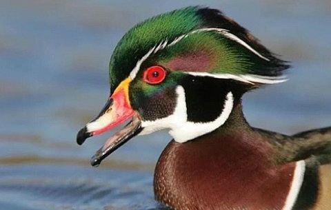 아시아 원앙 한마리로 난리가 난 뉴욕 센트럴파크 . jpgif | 인스티즈