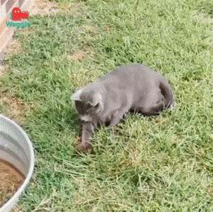 다람쥐가 고양이를 만났을 때.gif | 인스티즈