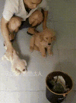 중국의 강아지 교육.gif | 인스티즈