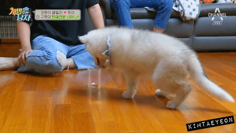 심장을 폭행하는 말라뮤트+허스키 댕댕이들 | 인스티즈