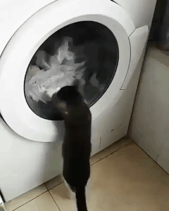 뭐가 이렇게 도냥.gif | 인스티즈