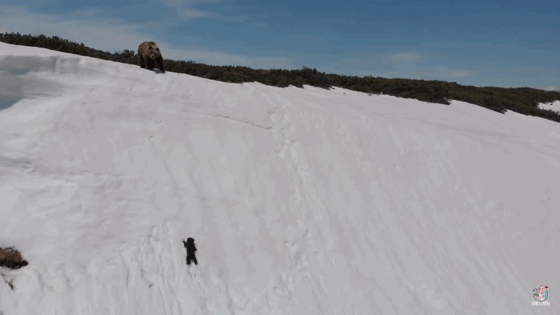 어미곰 쫒아가는 아기곰 | 인스티즈